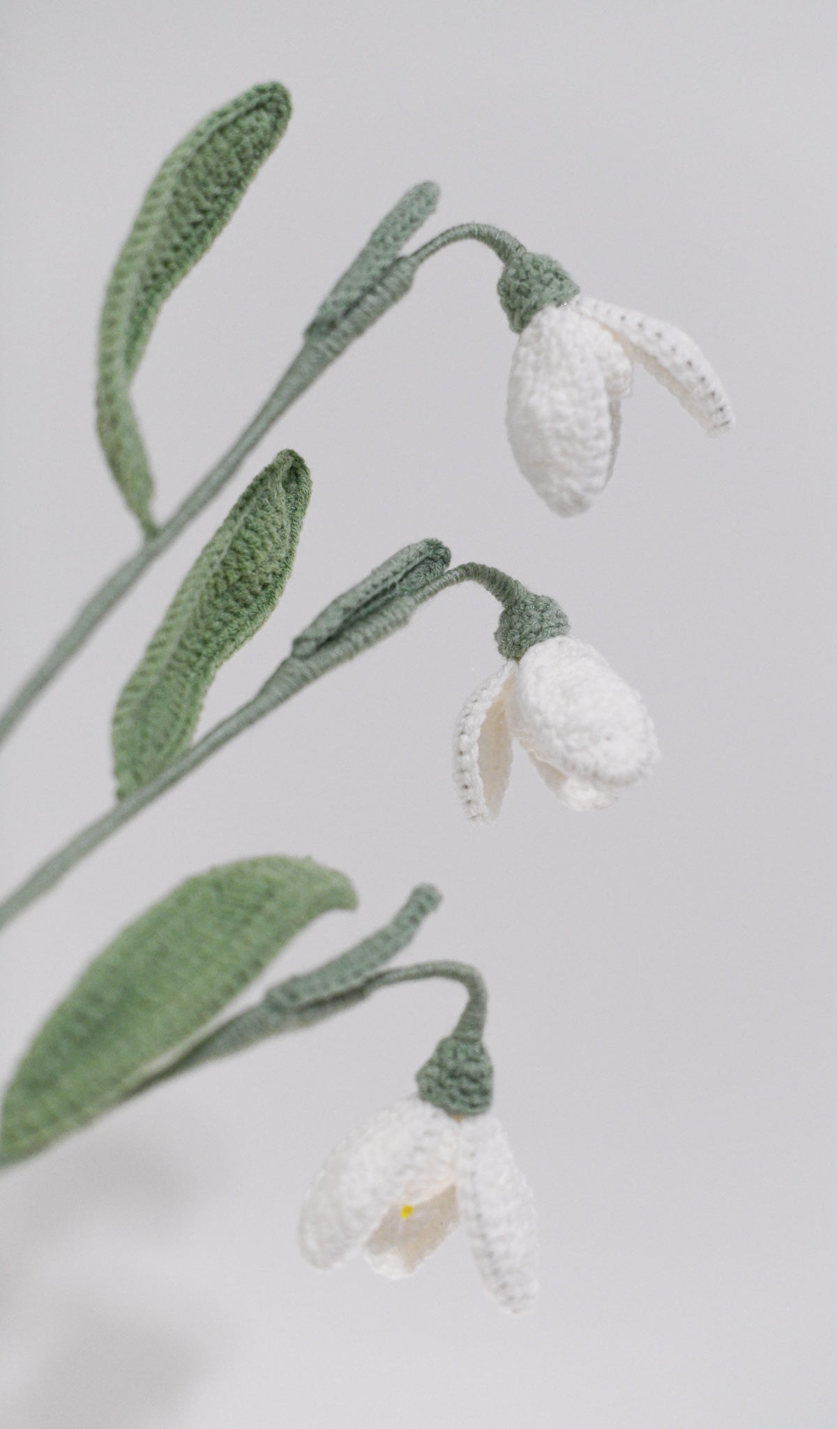 Snowdrop January